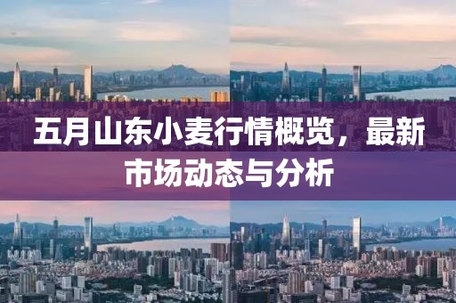五月山東小麥行情概覽，最新市場動態(tài)與分析